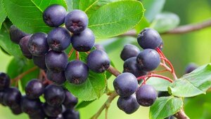 Top 5 Health Benefits of Acai Berries Keep Fit Kingdom