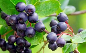 Top 5 Health Benefits of Acai Berries Keep Fit Kingdom 770x472