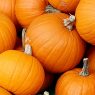 Top 5 Health Benefits of Pumpkin!