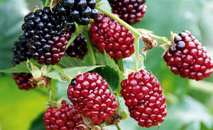 Top 5 Health Benefits of Boysenberries Keep Fit Kingdom 770x472