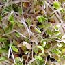 Top 5 Health Benefits of Broccoli Sprouts!
