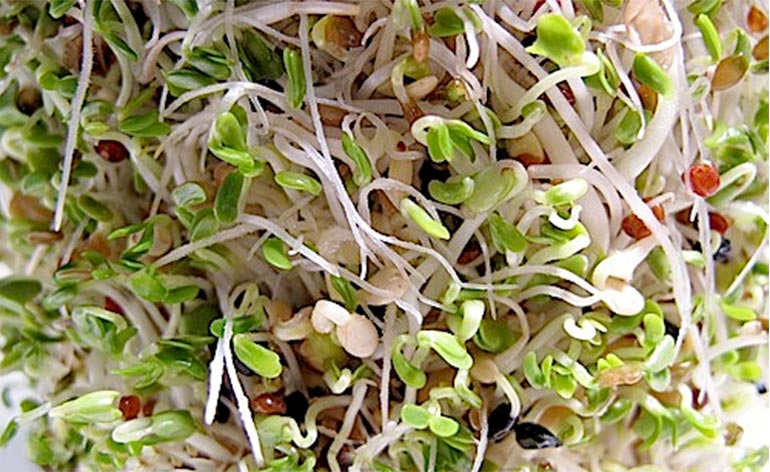 Top 5 Health Benefits of Broccoli Sprouts Keep Fit Kingdom 770x472