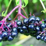 Top 5 Health Benefits of Chokeberries Keep Fit Kingdom 770x472