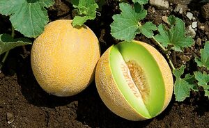 Top 5 Health Benefits of Galia Melon Keep Fit Kingdom 770x472
