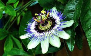 Top 5 Health Benefits of Passion Flower Keep Fit Kingdom 770x472