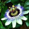 Top 5 Health Benefits of Passion Flower!