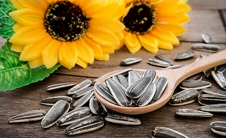 Top 5 Health Benefits of Sunflower Seeds Keep Fit Kingdom 770x472