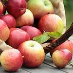 Top 5 Health Benefits of Apples Keep Fit Kingdom 842x472