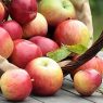 Top 5 Health Benefits of Apples!