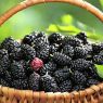 Top 5 Health Benefits of Mulberries!