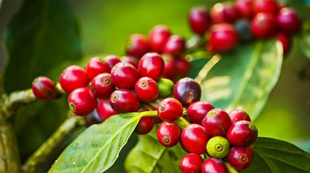 Top 5 Health Benefits of Coffee Fruit Extract Keep Fit Kingdom