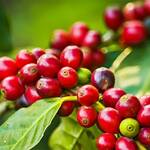 Top 5 Health Benefits of Coffee Fruit Extract Keep Fit Kingdom 842x472