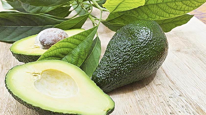 Top 5 Health Benefits of Avocado Leaves Keep Fit Kingdom 842x472