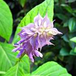 Weird Wonderful Herbs Salvia Divinorum Keep Fit Kingdom 842x472 1