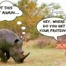 Hey Vegan! Where Do You Get Your Protein? 5 Common Myths Busted!
