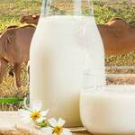 Camel Milk 4 Reasons to Give it a Try Keep Fit Kingdom 842x472 1
