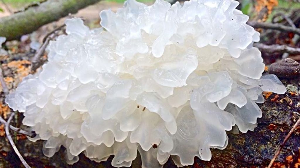 Snow Fungus aka Tremella Fuciformis