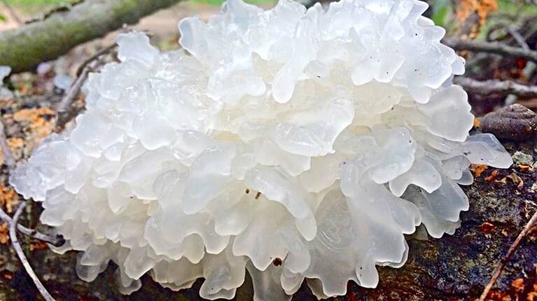 Snow Fungus: Top 4 Health Benefits with Recipes! | Keep Fit Kingdom