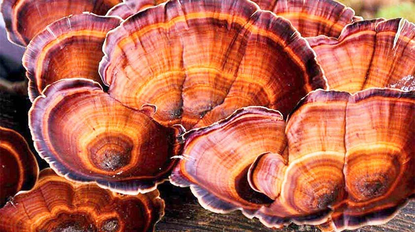 Reishi Mushroom Top 4 Health Benefits 3 Ways to Serve It Up - Keep Fit Kingdom