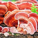 Reishi 4 Hidden Health Benefits Why You Should Try It - KEEP FIT KINGDOM