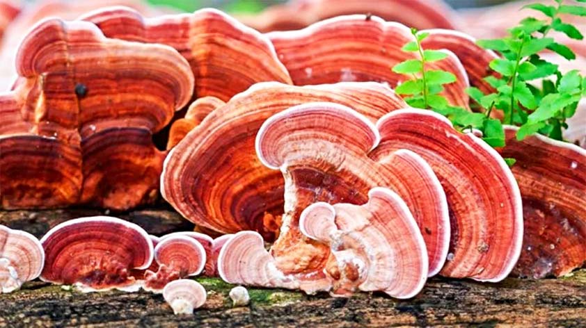 Reishi 4 Hidden Health Benefits Why You Should Try It - KEEP FIT KINGDOM