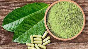 Kratom for Pain Relief What You Need to Know KEEP FIT KINGDOM