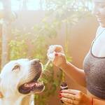 CBD Oil for Dogs 6 Benefits That Can Help Your Furry Friend KEEP FIT KINGDOM