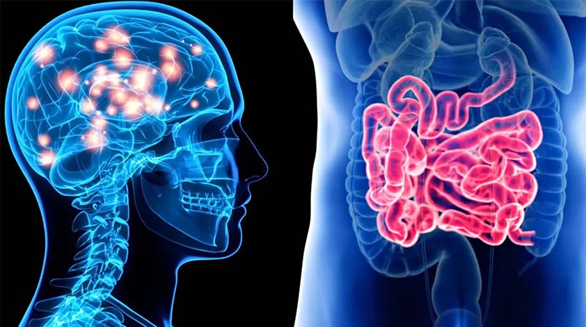 The Gut Brain Connection 7 Ways Your Gut Affects Your Brain KEEP FIT KINGDOM
