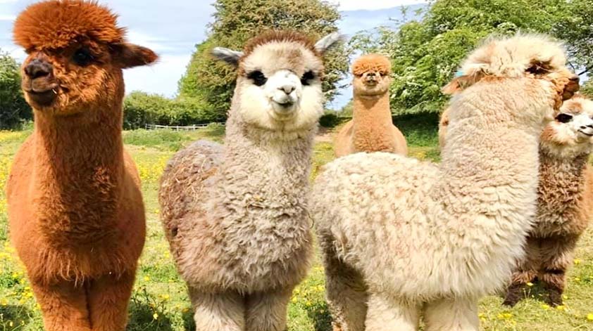 Alpaca Experience Day in Stafford for Christmas KEEP FIT KINGDOM