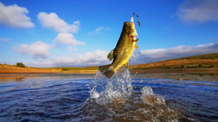 What You Need Before You Go Bass Fishing - KEEP FIT KINGDOM