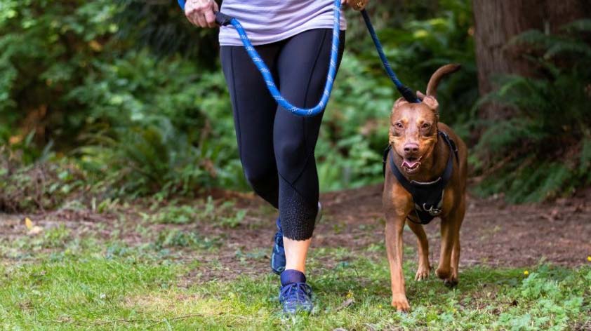 Healthy Lifestyle Habits Dog Owners