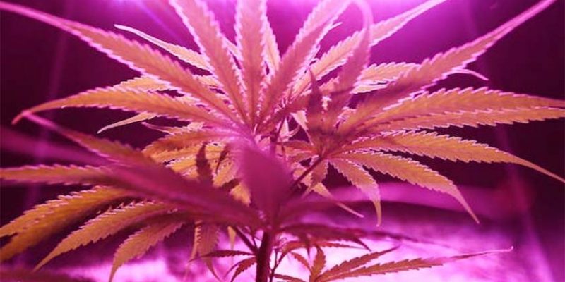 8 Ways to Improve Your Cannabis Crop