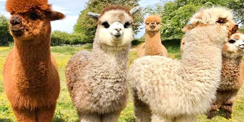 Christmas Gifts for Kids: Alpaca Experience Day in Stafford