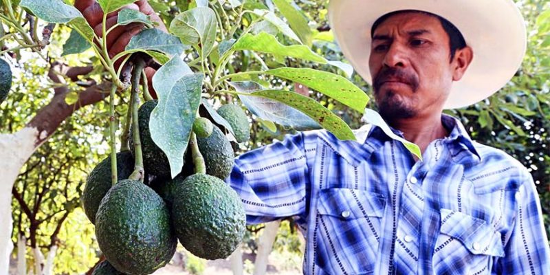 Avocado War: Demand Causes Chaos & Costs Lives in Mexico