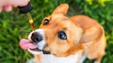 CBD Oil: 5 Ways it Can Support Your Aging Dog’s Health