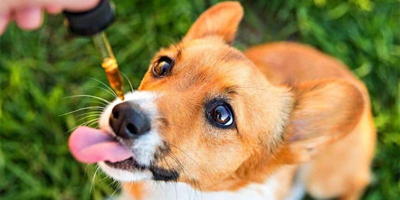 CBD Oil: 5 Ways it Can Support Your Aging Dog’s Health