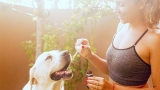 CBD Oil for Dogs: 6 Benefits That Can Help Your Furry Friend