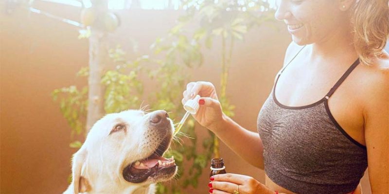 CBD Oil for Dogs: 6 Benefits That Can Help Your Furry Friend