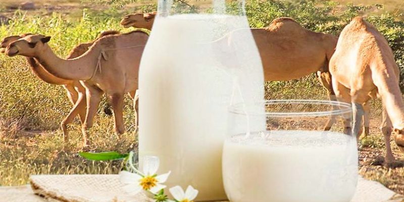 Camel Milk: 4 Reasons to Give it a Try!