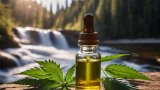 How Cannabis Plants Become CBD Oil in 5 Stages