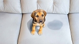 How to Remove Stains from a Sofa?
