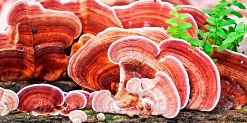 Reishi Mushrooms: 4 Hidden Health Benefits & Why You Should Try Them!