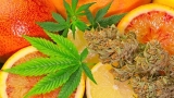 The Different Flavors of Cannabis: Which Ones Are Best?
