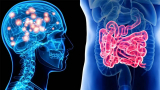 The Gut-Brain Connection: 7 Ways Your Gut Affects Your Brain