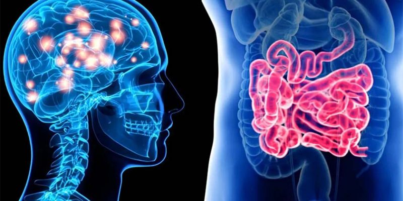 The Gut-Brain Connection: 7 Ways Your Gut Affects Your Brain