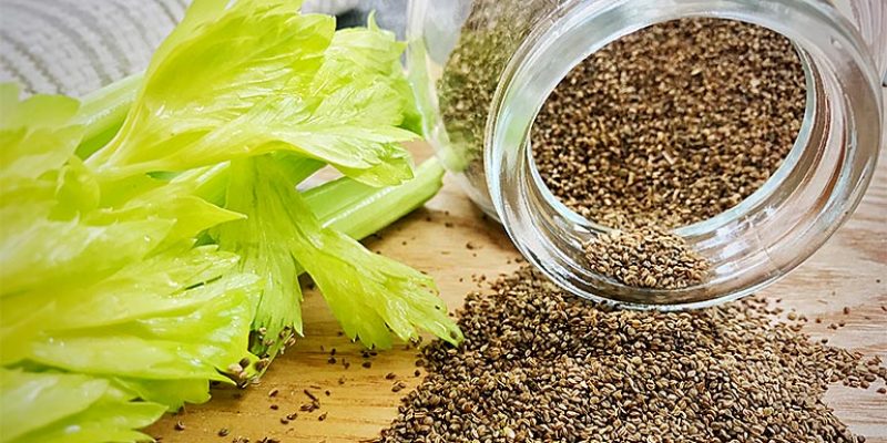 Top 5 Health Benefits of Celery Seeds!