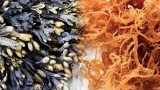 Top 5 Benefits of Bladderwrack and Sea Moss