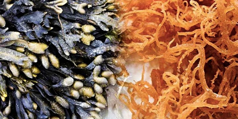 Top 5 Benefits of Bladderwrack and Sea Moss