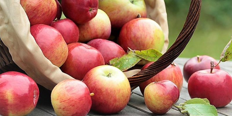 Top 5 Health Benefits of Apples!