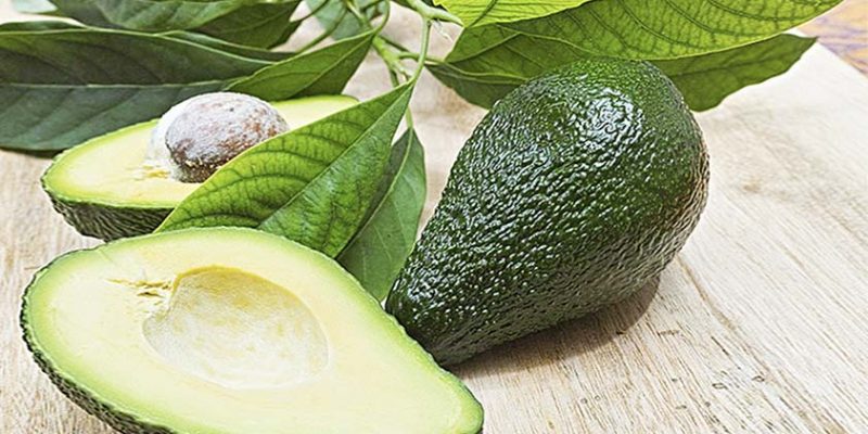 Top 5 Health Benefits of Avocado Leaves